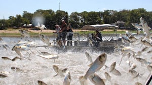 Prisma: Parvibongari: 03.08.2016 19.00