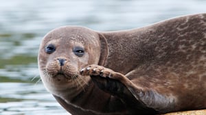 Luontoretkellä: Oslovuonon salaisuudet: 29.05.2016 15.15