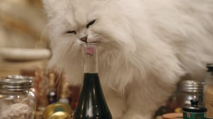 Mako Mermaids (S): 05.07.2016 11.00