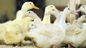 Eläimellistä menoa Norjassa: 11.06.2016 18.30