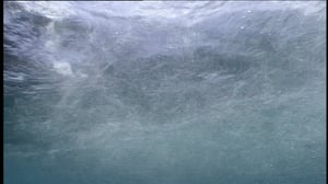 Erikoiset merenelävät: 14.08.2016 08.55