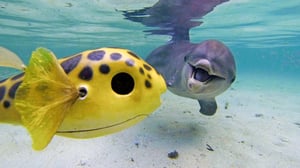 Delfiinit piilokamerassa: 15.07.2016 15.55