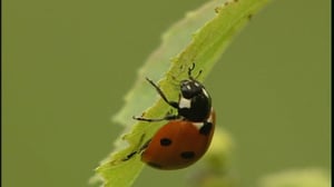 Selkärangatonta menoa: 16.07.2016 18.24