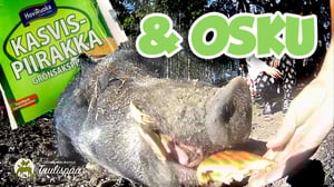 Kelpaako possulle Vihis?