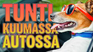 Vietimme tunnin kuumassa autossa kuin koirat