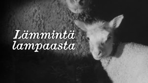 Lämmintä lampaasta