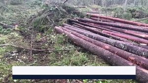 Yle Uutiset Itä-Suomi