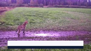 Yle Uutiset Itä-Suomi