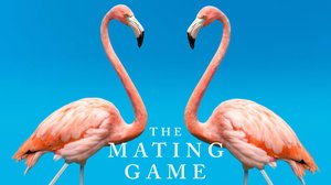 Avara luonto: Paritteluleikit