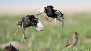 Avara luonto: Paritteluleikit