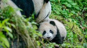 Avara luonto: Paritteluleikit