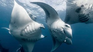 Avara luonto: Paritteluleikit