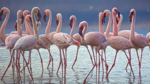 Avara luonto: Paritteluleikit