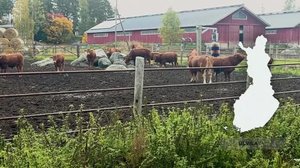 Yle Uutiset Uutis-Suomi