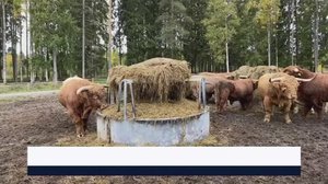 Yle Uutiset Pirkanmaa