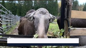 Yle Uutiset Keski-Suomi ja Etelä-Savo