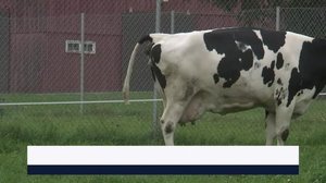 Yle Uutiset Itä-Suomi