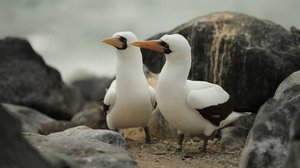 Avara luonto: Humboldtin merivirta