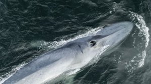 Avara luonto: Humboldtin merivirta