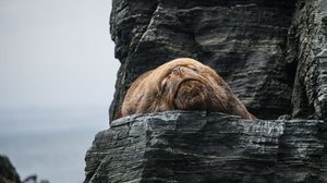 Avara luonto: Humboldtin merivirta