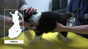 Yle Uutiset Uutis-Suomi