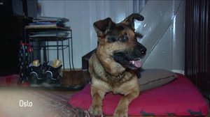 Norjaa ristiin rastiin