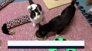 Yle Uutiset Keski-Suomi ja Etelä-Savo