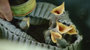 Rakkaudesta villieläimiin