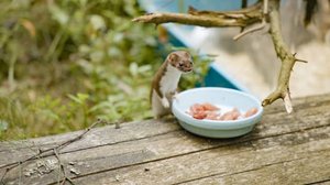 Rakkaudesta villieläimiin