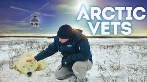 Pohjoisen eläinlääkärit