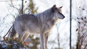 Pohjoisen eläinlääkärit