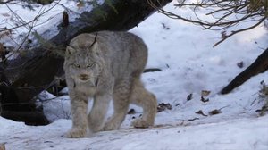 Pohjoisen eläinlääkärit
