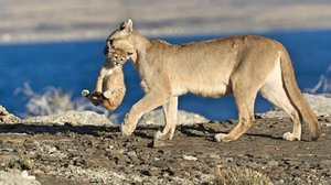 Avara luonto: Eläinmaailman dynastiat