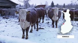 Yle Uutiset Uutis-Suomi