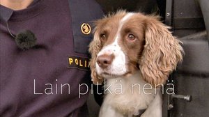 Lain pitkä nenä