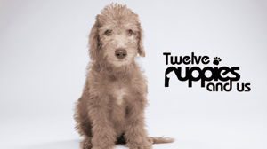 Koiranpentujen ensihetket