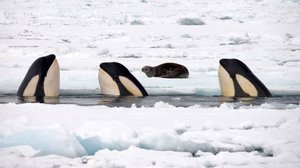 Avara luonto: Jäinen planeetta