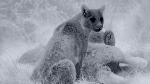 Avara luonto: Jäinen planeetta