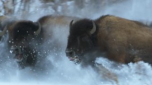 Avara luonto: Jäinen planeetta