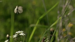 Yle Uutiset Pohjois-Suomi