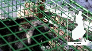 Yle Uutiset Uutis-Suomi