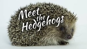 Siilien salainen maailma