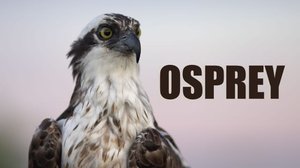 Avara luonto: Petolinnun vuosi