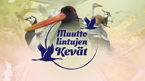Muuttolintujen kevät
