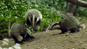 Mäyrien salainen maailma