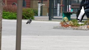 Yle Uutiset Pohjois-Suomi