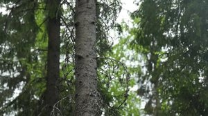 Yle Uutiset Itä-Suomi