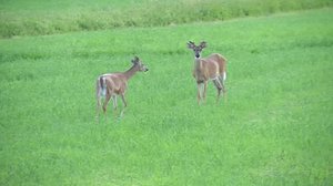 Yle Uutiset Lounais-Suomi