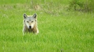 Yle Uutiset Pohjois-Suomi