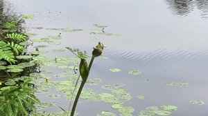 Yle Uutiset Pohjois-Suomi